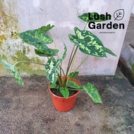 Caladium Hilo Beauty 120mm Pot Rare Aroid Live Plant Pokok Hiasan Pokok Viral [Lush Garden]