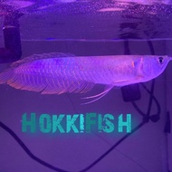Hokki fish - Arwana silver Red / Silver Brazil 9-11