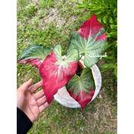 CALADIUM THAI SHYCOOL