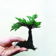 forsso | Drought-Resistant Selaginella Moss Mini Bonsai