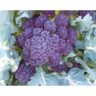 Biji Benih Brokoli Merah Red Fire Broccoli Seed - 100 Seed