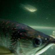 Ikan Arwana Jardini irian red pearl 35cm