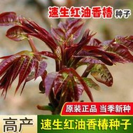 現貨  特價 小欣種業香椿種子芽苗菜紅椿樹紅香椿香椿樹盆栽四季播紅油香椿種籽