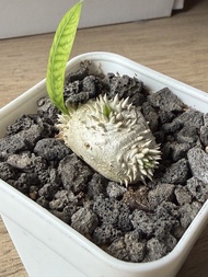 惠比須笑 塊根 多肉植物  仙人球🌵