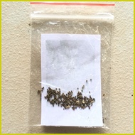 ➩ ╳ ☮ pansit-pansitan seeds