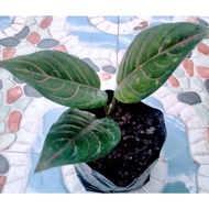 Aglaonema Varieties/ Chinese evergreen Plant/Rooted/ Indoor-Outdoor Plant