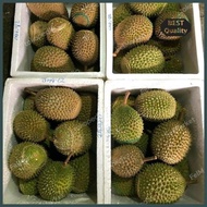 Best Seller Promo Durian Musang King Utuh Fresh Malaysia |Durian