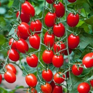 Bibit Benih Biji Sayur Tomat Ceri Merah Manis