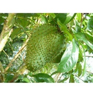 pokok durian belanda