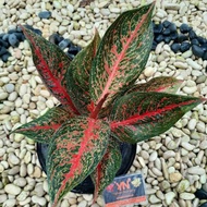 Tanaman Hias aglaonema / Aglonema Tiara ratudaun nursery / Tiara