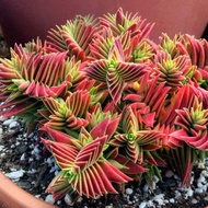 Graptosedum Bronze #กอ ไม้อวบน้ำ กุหลาบหิน cactus&amp;succulentหลากหลายสายพันธุ์