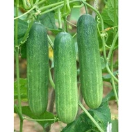 [RG038] Biji Benih Timun / Cucumber Grand Bonanza Seeds