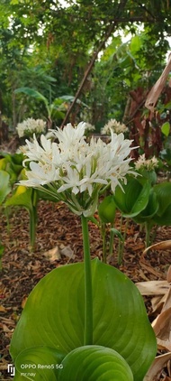 หัวว่านนางคุ้มขนาดทดลองปลูก3หัว50บาท