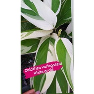 ☃❀◙Calathea White Fusion