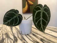 Anthurium Crystallinum hybrid 水晶雜花燭 / 側芽，葉黑，撕裂紋，大葉