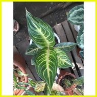 ✅ ✿ ✲ Vanilla Panama Aglaonema plants