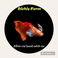 Guppy albino red tuxedo white ear