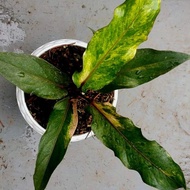 anthurium hokeri black pink ( ukuran remaja ) murah aja