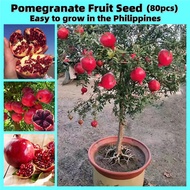 [Fast Growing] 100% Original Edible Pomegranate Fruit Seeds (80 Seeds) Sweet Fruit Seeds for Plantin