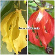 KKB Red Desmos, Green Desmos, wild desmos, desmos chinense