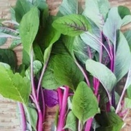 เมล็ดพันธุ์ ผักโขมชมพู ผักหมชมพู (Pink Amaranth)​ ปลูกง่าย โตเร็ว 200-500 เมล็ด [10 แถม 1 คละได้]