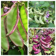 Biji Benih Buncis siam -5pcs / Hyacinth Seed / Buncis lentil seed