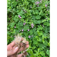 5 three-leaf clover tubers
