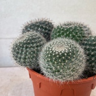 H2O - H2O - [Rare Cactus Id] Mammillaria Hahniana, Old Lady Cactus Live Plant (P150)