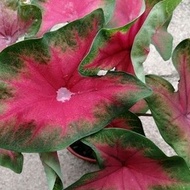 CALADIUM ANGEL WINGS 'FRIEDA HEMPLE' GREEN RED LEAVES OUTDOOR / INDOOR PLANT  (POKOK KELADI HIASAN)