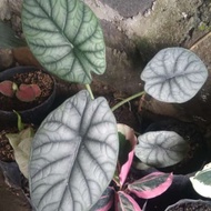 alocasia dragon moon real pict