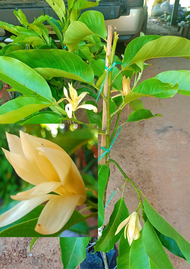 ต้นจำปีดอกสีเหลืองนวล จำปีสีนวล ดอกหอม ดอกใหญ่ ดอกออกตลอดปี สูง80-100ซ.ม  แบบทาบกิ่ง