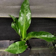 鳥巢花燭Anthurium jenmanii Engl.