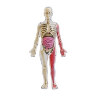 (GPBS) DIY Assembly of Noctilucent Human Organ Skeleton Model Anatomy for Early Childhood Biology Te