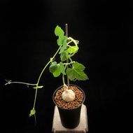 SG228-稀有象足葫蘆/銀白皮色🔥多肉植物小盆栽禮物🔥