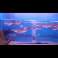 IKAN ARWANA GOLDEN RED ORIGINAL QUALITY