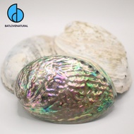 Australian Abalone Shells - Decorative abalone shells in many sizes - Beautiful abalone shells