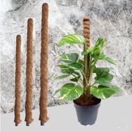 Sws - Moss Stick (2 feet/ 3 feet/ 4 feet/ 5 feet)