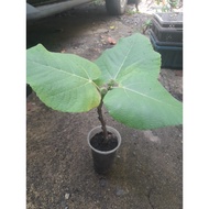 Anak Pokok Tin Iraqi