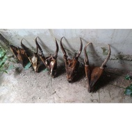 tanduk murah meria asli kijang