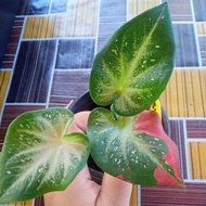 Caladium Shycool Keladi