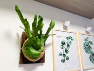 超靚大板女王鹿角蕨  Platycerium Wandae