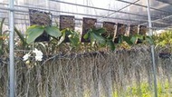 【唐老鴨】大武阿婆蝴蝶蘭 Phal.aphrodite subsp.Formosana 軟木板板植(花梗分生苗)-開花中
