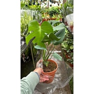 Monstera Deliciosa Plant - Pokok Hidup