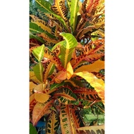Pokok Puding ID King Cobra Cantik (Rare Item🔥)
