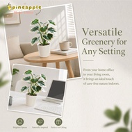 PINEAPH evergreen foliage potted table ornament, Silk flowers green washable artificial foliage desk