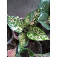 ♞Lady Valentine Aglaonema live plants