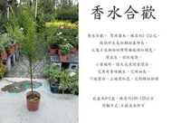 心栽花坊-香水合歡/8吋盆/觀花植物/香花植物/綠籬植物/綠化環境/售價400特價350