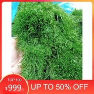 . Java moss 1 box of 2 blisters || Moss Mounted with Bonsai, aquatic layout, aquarium