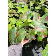Caladium/Keladi Red Stardust