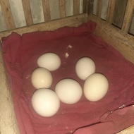 anak ayam mangon